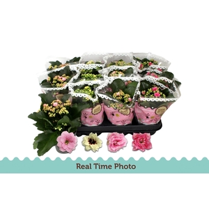 KAL GE GEM TWEEKL BL