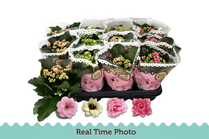 <h4>KAL GE GEM TWEEKL BL</h4>