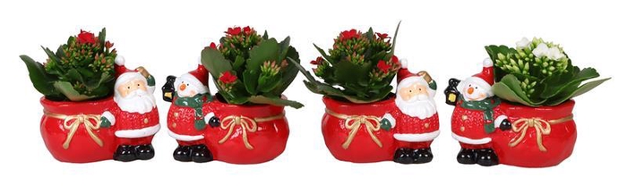 <h4>KALANCHOE BLOSSFELDIANA 'MINI'</h4>