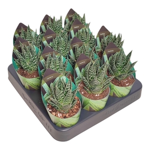 ALOE OV