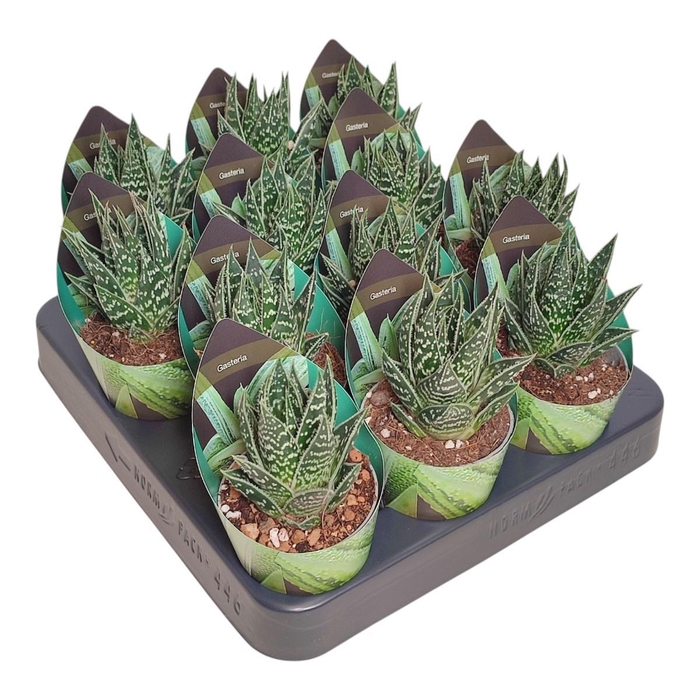 <h4>ALOE OV</h4>