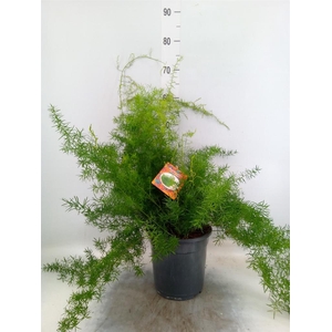 Asparagus dens. 'Sprengeri'