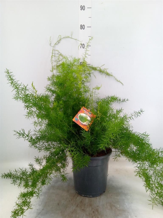 <h4>Asparagus dens. 'Sprengeri'</h4>