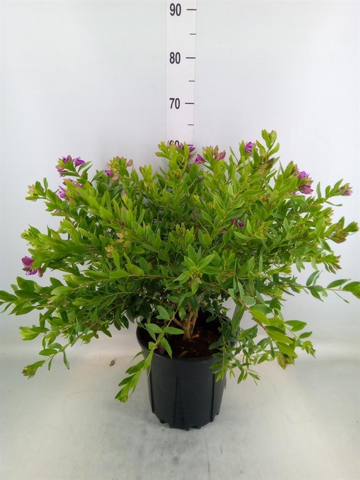 <h4>Polygala myrtifolia</h4>