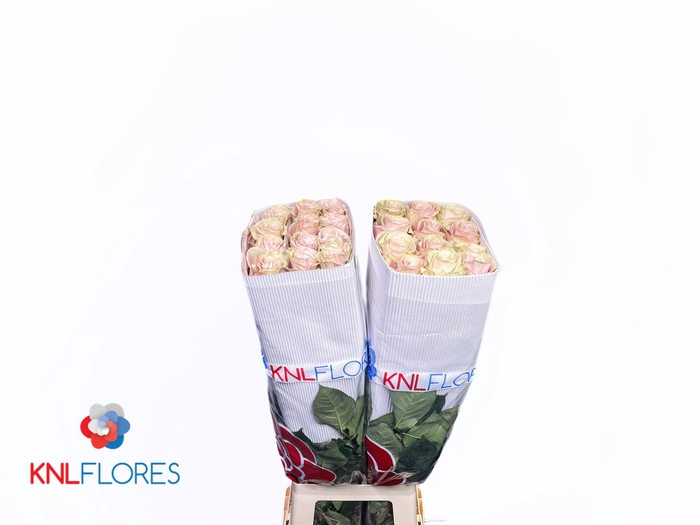 <h4>R GR PINK MONDIAL</h4>