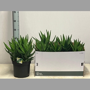 ALOE PERFOLIATA