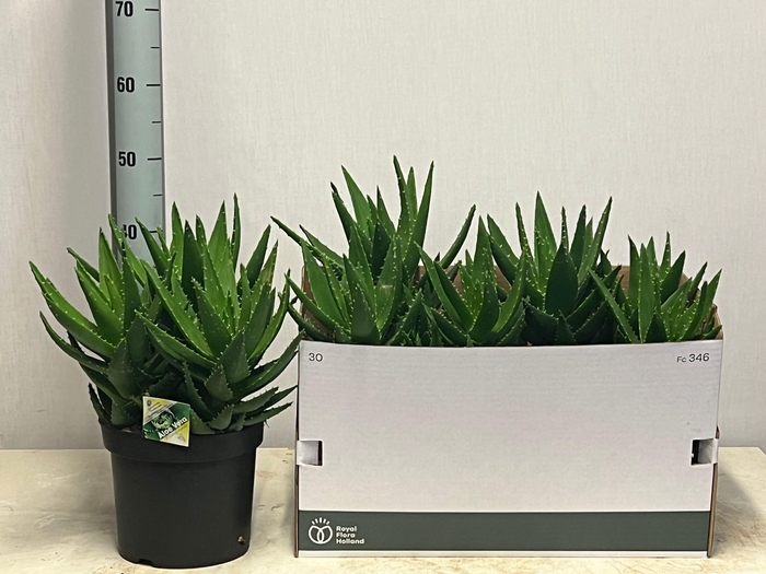 <h4>ALOE PERFOLIATA</h4>