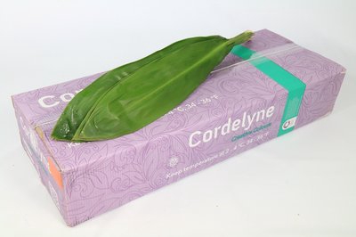 Leaf cordyline green tie