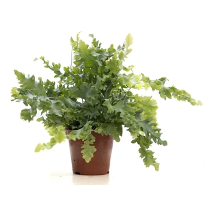 Phlebodium Davana P&PURE Collection