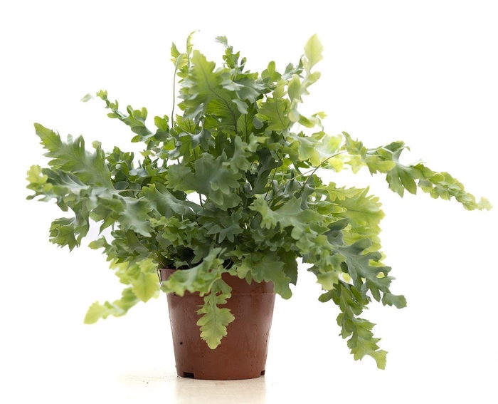 <h4>Phlebodium Davana P&PURE Collection</h4>