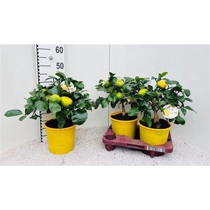 Citr Meyeri Meyer 3-4+