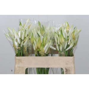 Nerine Like A Virgin