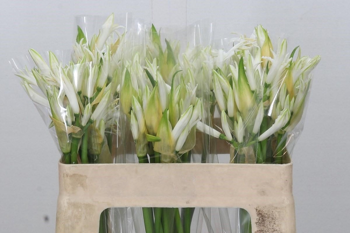 <h4>Nerine Like a Virgin</h4>