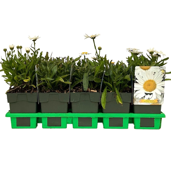 Leucanthemum (Superbum Grp) Madonna
