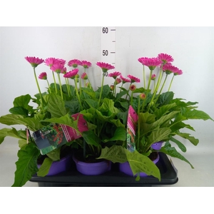 Gerbera  'Garvinea Classic Femmy'