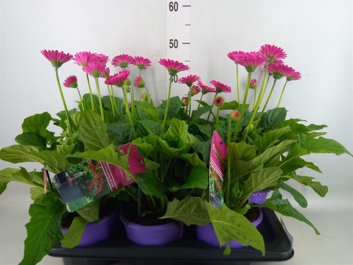 <h4>Gerbera  'Garvinea Classic Femmy'</h4>
