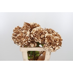 Hydrangea Kl Bh Antiek Goud