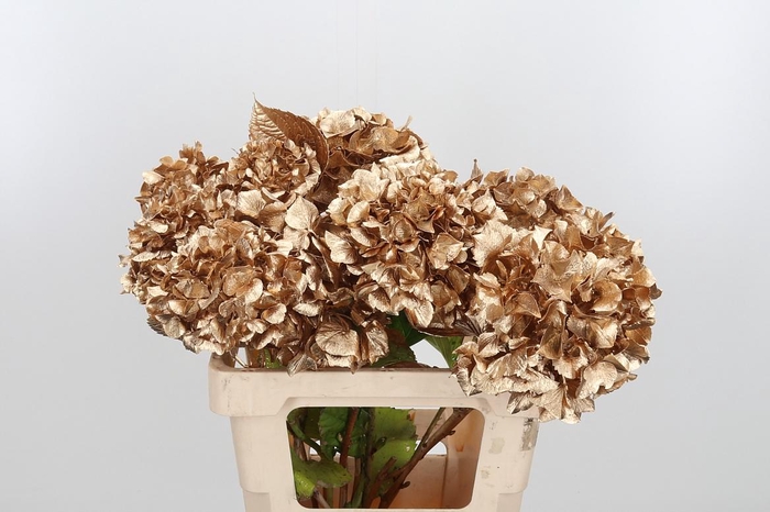 <h4>Hydrangea Kl Bh Antiek Goud</h4>