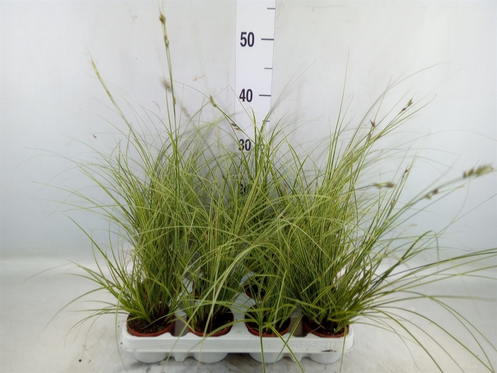 <h4>Carex brunnea 'Jubilo'</h4>