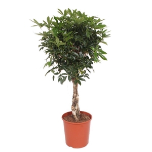 Schefflera Compacta