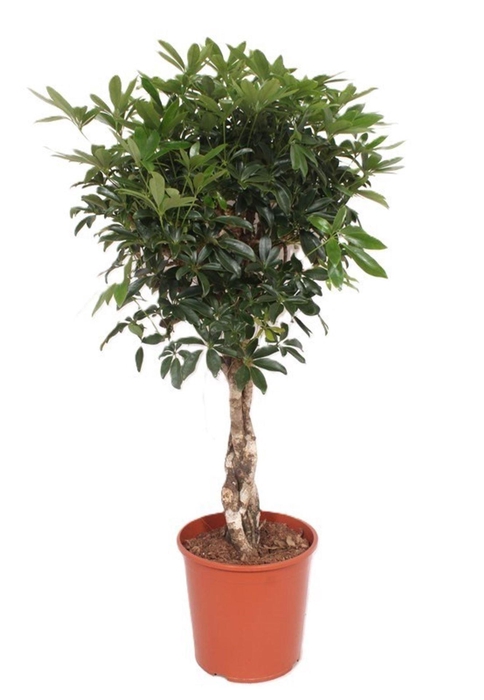 <h4>Schefflera Compacta</h4>