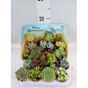 Succulents   ...