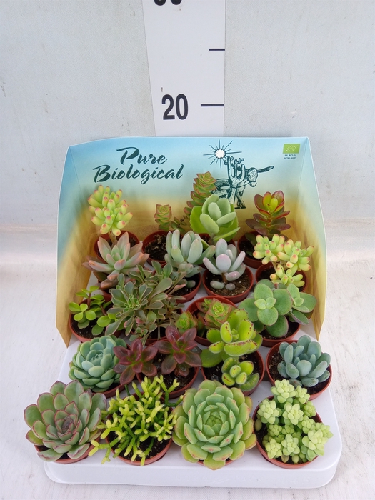 <h4>Succulents   ...</h4>