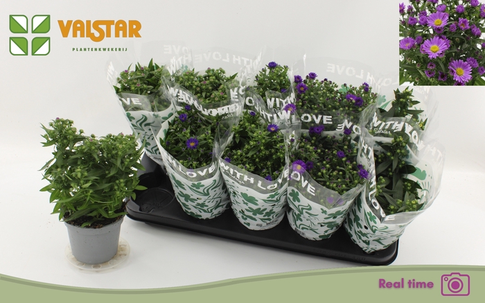 <h4>ASTE STARL GEM</h4>