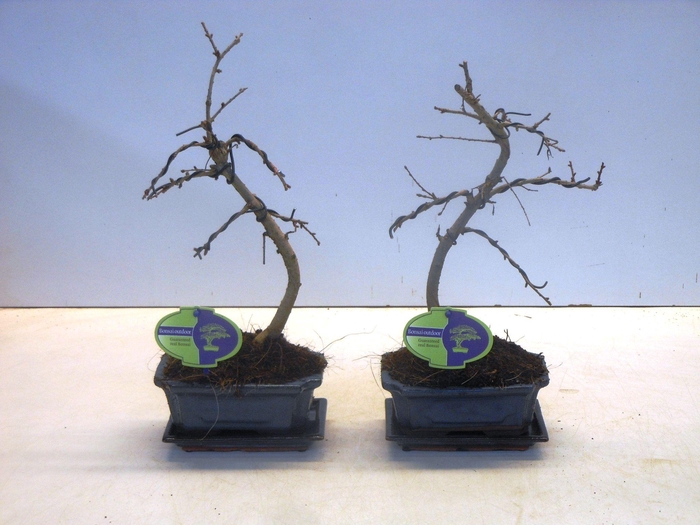 <h4>pseudolarix amabilis 15 cm shape, with drip tray</h4>