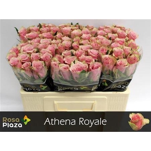 R Gr Athena Royale