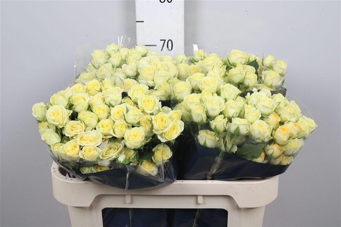 <h4>R Tr Wedding Invite</h4>