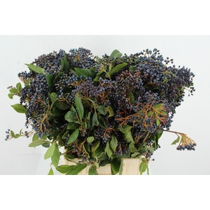VIBURNUM TINUS BERRY