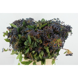 VIBURNUM TINUS BERRY