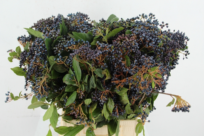 <h4>VIBURNUM TINUS BERRY</h4>