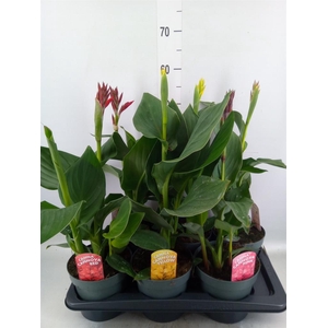 Canna  'Cannova'   ...mix