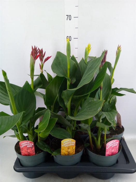 <h4>Canna  'Cannova'   ...mix</h4>