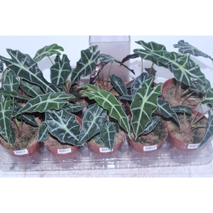 ALOCASIA POLLY P12