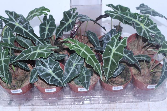 ALOCASIA POLLY P12