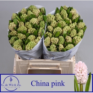 HYAC CHINA PINK