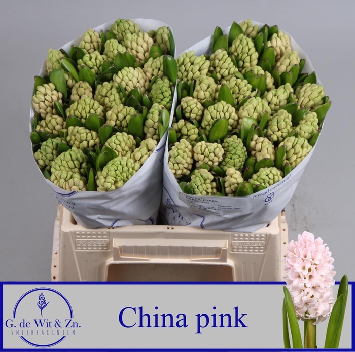 <h4>HYAC CHINA PINK</h4>