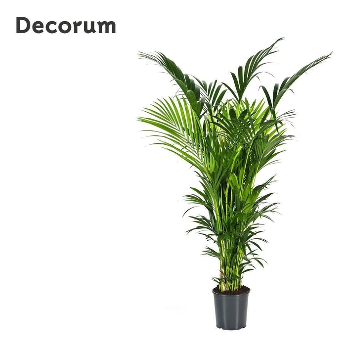 <h4>Howea forsteriana 200cm (Kentia) Decorum</h4>