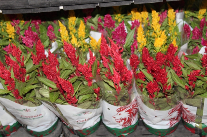 <h4>CELOSIA P14 VARIADO</h4>