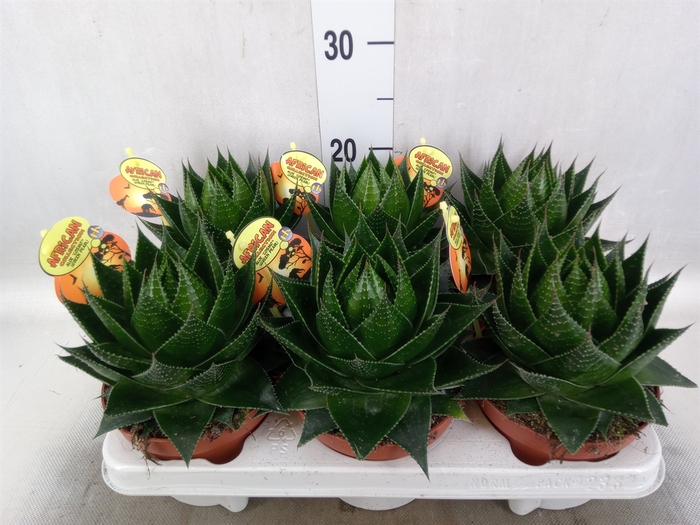 Aloe aristata 'Cosmo'