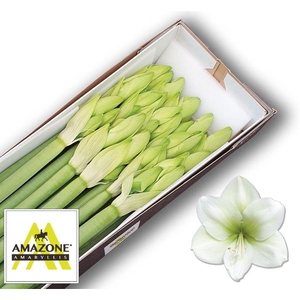 Hippeastrum casablanca
