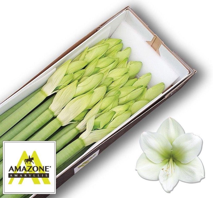 <h4>Hippeastrum casablanca</h4>