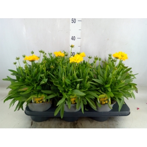 Coreopsis grand. 'Corey Yellow'