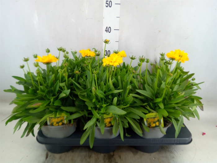 <h4>Coreopsis grand. 'Corey Yellow'</h4>