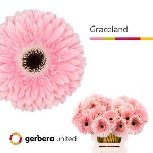 GE GR GRACELAND