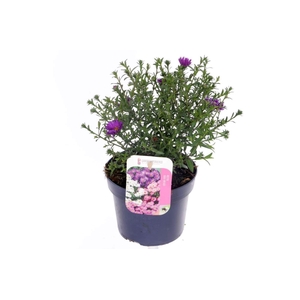 Aster Novi-belgii Magic Purpl
