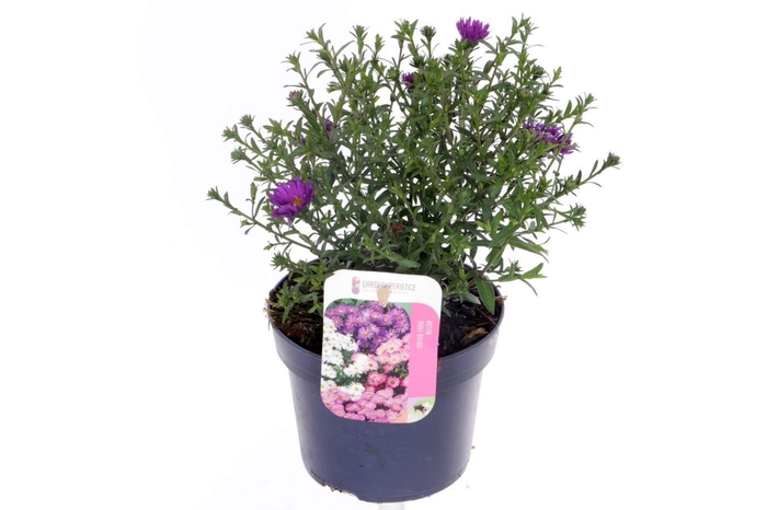 <h4>Aster Novi-belgii Magic Purpl</h4>
